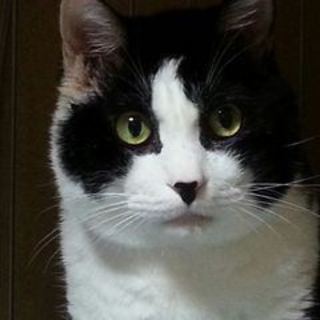 リョク７歳オス、童顔で可愛らしい顔立ちの黒白