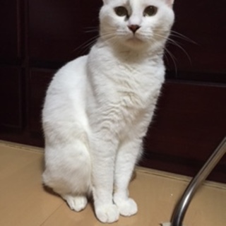 ミーコ・ママ４歳メス、優しいママほぼ真っ白なミケ