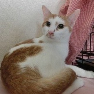 八朔３歳オス、優しく美男子の茶白