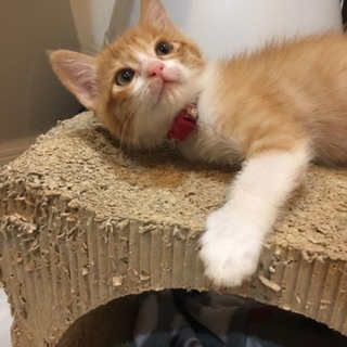 やんちゃな男の子のツリーくん♂