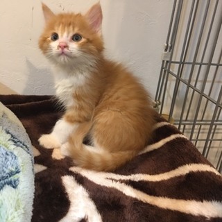 やんちゃな男の子のギフトくん♂