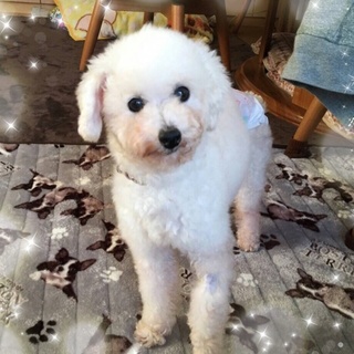 素敵な家族ができました♪ありがとうございました！