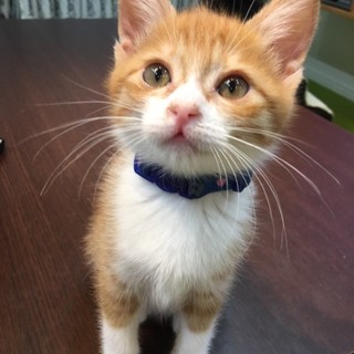 やんちゃな男の子のサンタくん♂