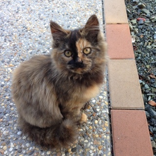 美人猫ちゃんの里親様募集中です。