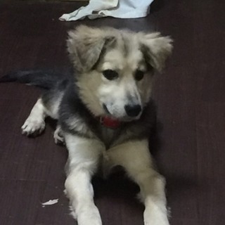 この子を助けてください。