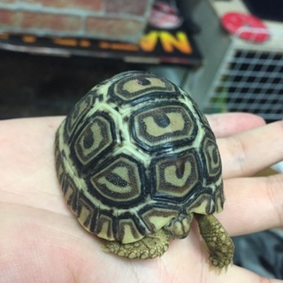 ヒョウモンリクガメ子供