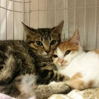 若君５ヶ月齢オス、控え目で優しいキジ