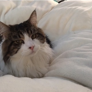 寂しがりやの猫ちゃん