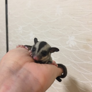 フクロモモンガあかちゃん