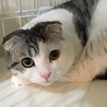 くつろぎネコ
