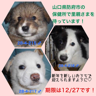 愛護団体が全頭引き出しました。