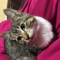 保護猫の里親さんを探しています。