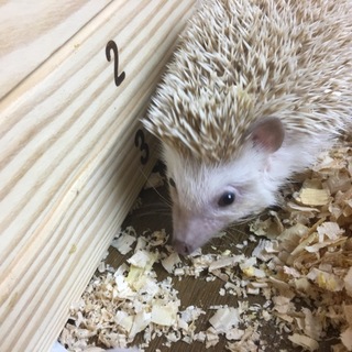 メスのハリネズミ