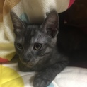 子猫 生後２ヶ月 オス