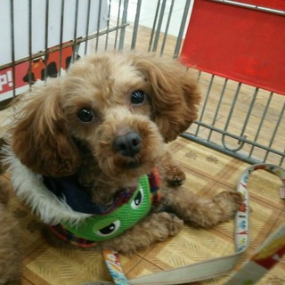 人が大好きなプードル♂３才（ムサシ）