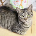 子連れで現れた、美人なおかあさん猫