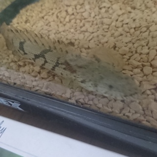 エンドリケリー プレコ2匹