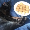 猫とクッキー