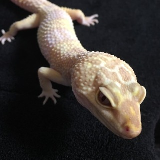 【里親さまが決まりました】ヒョウモントカゲモドキ