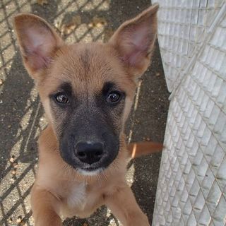 6ヶ月位の兄弟子犬の家族募集！！