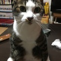 人が大好きなヒナ