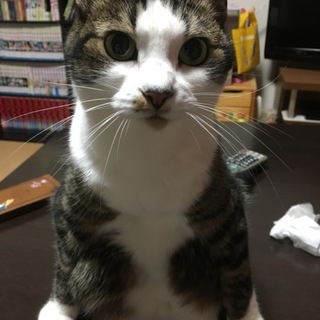 人が大好きなヒナ