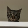 の写真