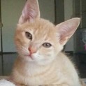 元気いっぱいで甘えんぼうです！
