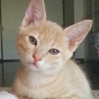 元気いっぱいで甘えんぼうです！