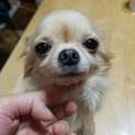 ラプンツェルちゃん【チワワ】里親様募集