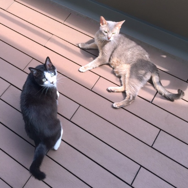 sw_aikoのカバー写真