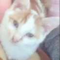 生後〜４ヶ月くらいのオスの子猫です