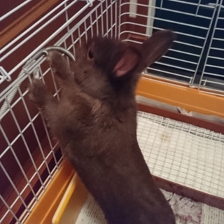 可愛い小型のうさぎです。