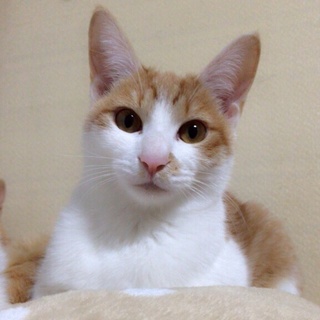 生後７カ月ほどの子猫ちゃんです