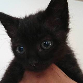 1か月半くらい黒 子猫①レーズン