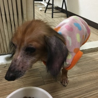 大人しいダックスフンド！