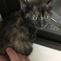 人馴れした黒茶(サビ)の子猫ちゃん！