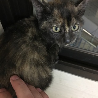 人馴れした黒茶(サビ)の子猫ちゃん！