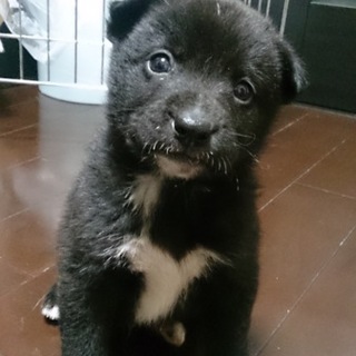 1か月半くらいの男の子