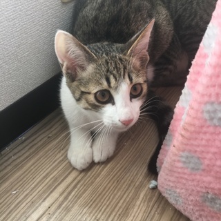 一匹里親決定！ 白と茶(キジシロ)の猫ちゃん