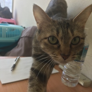 可愛いキジトラの猫ちゃん達