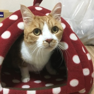 綺麗な毛並みの大人猫ちゃん