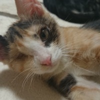 ヴィヴィアン