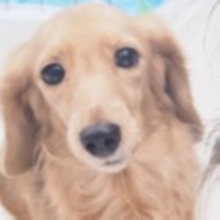 ミニチュア・ダックスフンドのノヴァちゃん