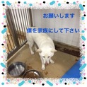 里親決定