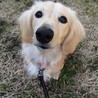 甘えん坊パワー全開ダックス サムネイル6