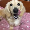 甘えん坊パワー全開ダックス サムネイル7