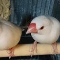 文鳥ペアの里親を募集します