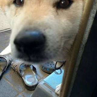 無事飼い主さんが見つかりました！