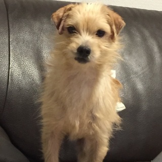 元気いっぱいの男の子です！